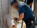 58 investigados por mutilar a más de mil perros en varias provincias de Andalucía