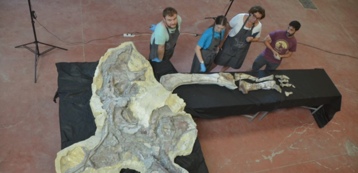 Concluye la restauración de una extremidad del titanosaurio de ‘Lo Hueco’, un hecho muy relevante para el estudio de los fósiles europeos 
