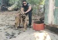 La Guardia Civil rescata a ocho caballos y dos perros mastín de un incendio en la localidad de Palomeque
