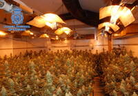 Desmantelado un cultivo de marihuana en Cuenca compuesto por más de 600 plantas de cannabis